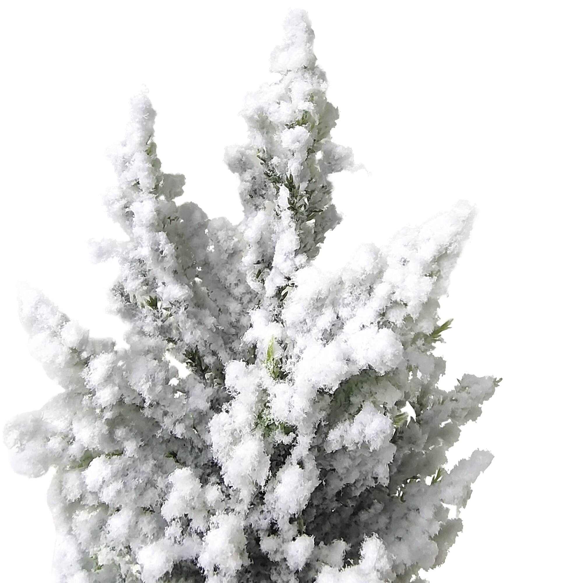 12.5" Unlit Heavily Flocked Pine Christmas Tree in Burlap Base